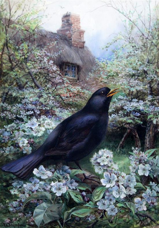 Charles Whymper (1853-1941) Blackbird on hawthorn, 14 x 10.25in.